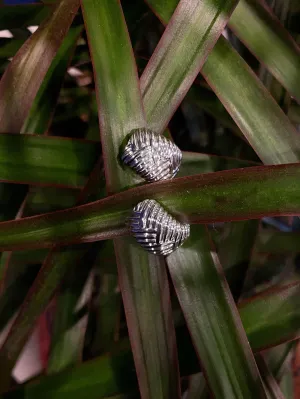 Fishtail Huggies